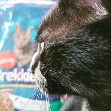 I got the meownchies. brekkies_es #hungrycat #blackcat #fatcat #cat #cats #blackcatsofinstagram #blackcats #catstagram #caturday
